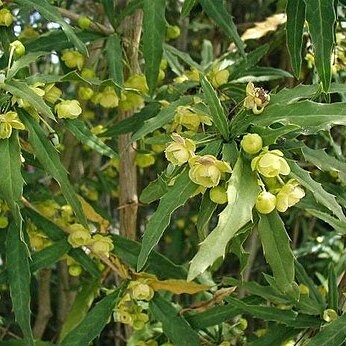 Berberis gagnepainii unspecified picture