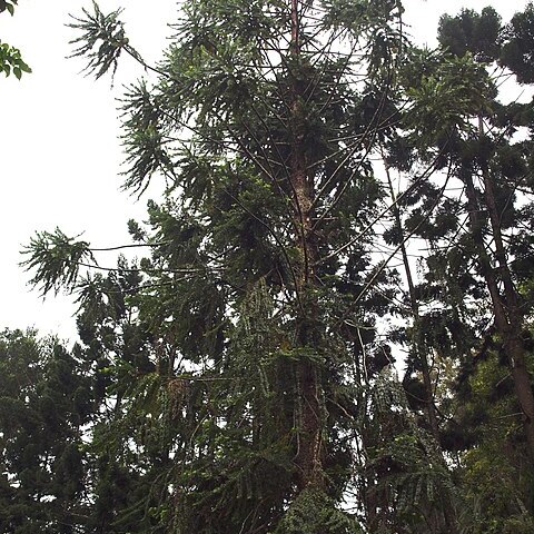 Araucaria hunsteinii unspecified picture