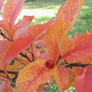 Photinia villosa unspecified picture