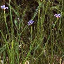 Sisyrinchium idahoense unspecified picture