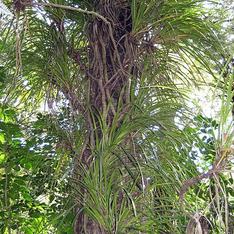 Freycinetia banksii unspecified picture