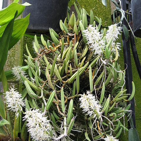 Dendrobium wassellii unspecified picture