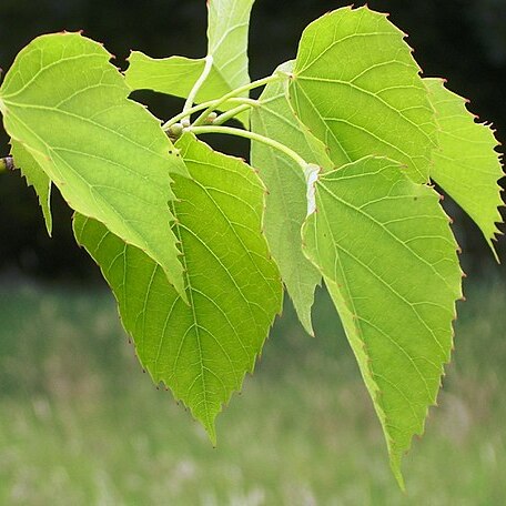 Tilia chingiana unspecified picture