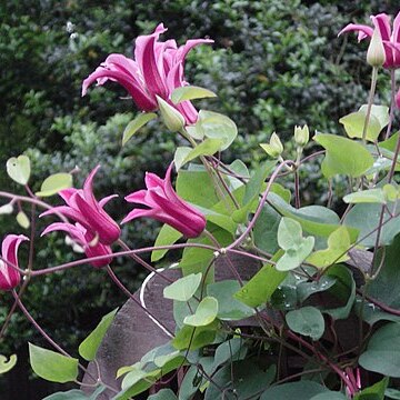 Clematis texensis unspecified picture