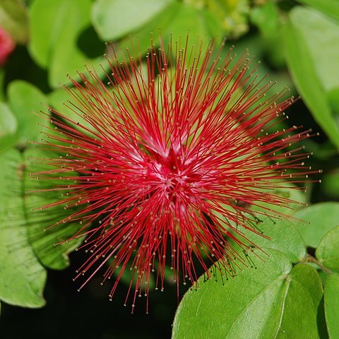 Calliandra unspecified picture