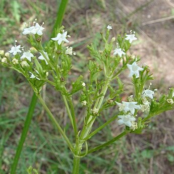 Valeriana occidentalis unspecified picture