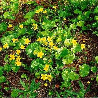 Waldsteinia idahoensis unspecified picture