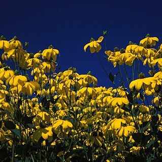 Rudbeckia nitida unspecified picture