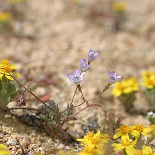 Gilia aliquanta unspecified picture