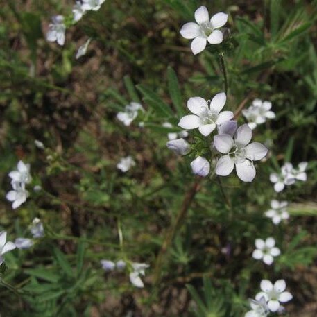 Gilia angelensis unspecified picture