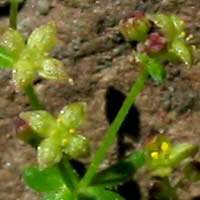 Galium nuttallii unspecified picture