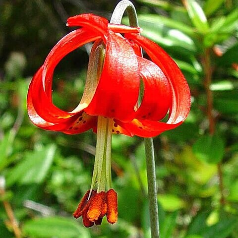 Lilium occidentale unspecified picture