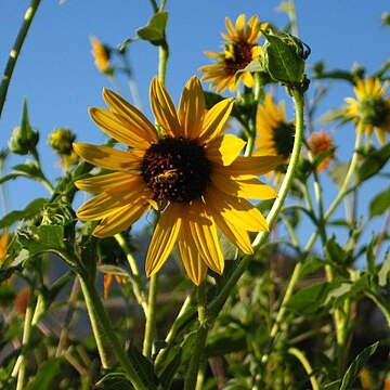 Helianthus californicus unspecified picture