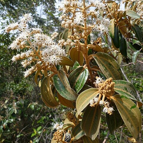 Miconia ferruginata unspecified picture