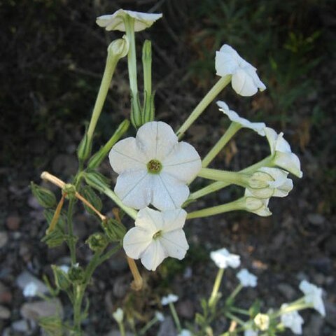 Nicotiana acuminata unspecified picture