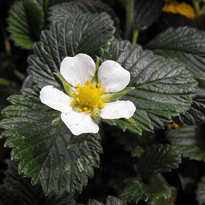 Fragaria nilgerrensis unspecified picture