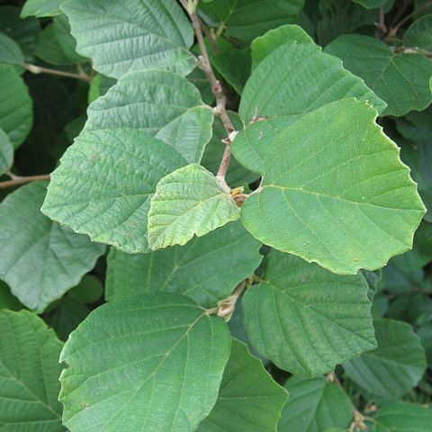 Fothergilla gardenii unspecified picture