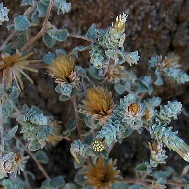 Brickellia nevinii unspecified picture