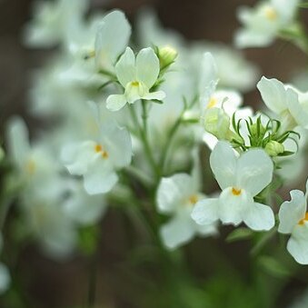 Linaria bipartita unspecified picture