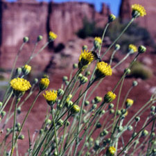 Hymenopappus filifolius unspecified picture