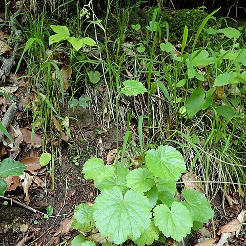 Pimpinella tripartita unspecified picture