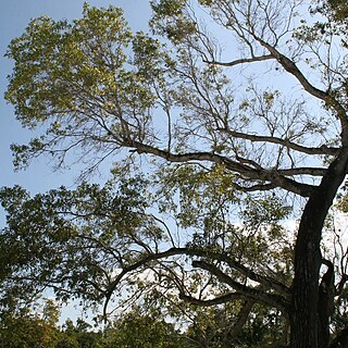 Swietenia mahogani unspecified picture