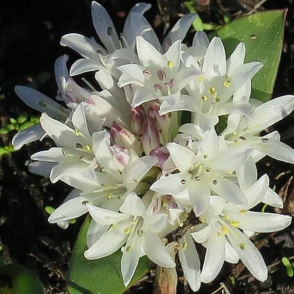 Lachenalia ensifolia unspecified picture