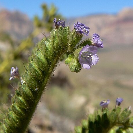 Phacelia anelsonii unspecified picture