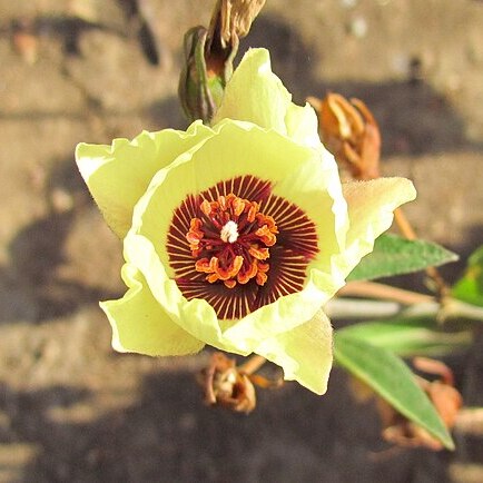 Cienfuegosia affinis unspecified picture