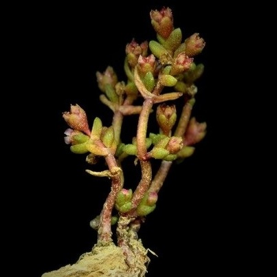 Crassula vaillantii unspecified picture