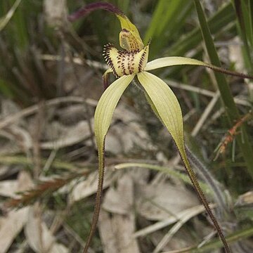 Caladenia orientalis unspecified picture