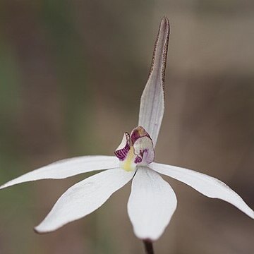 Caladenia saccharata unspecified picture