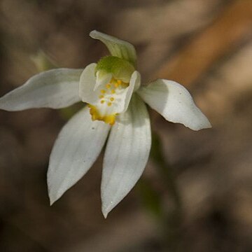 Caladenia aurantiaca unspecified picture