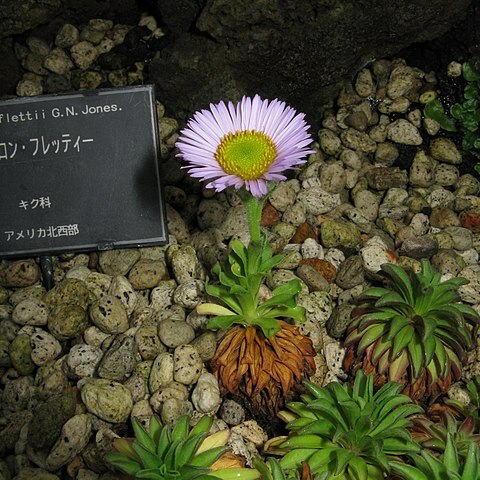 Erigeron flettii unspecified picture