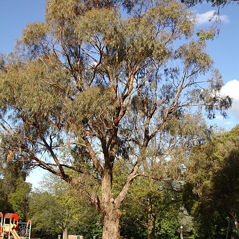 Eucalyptus nicholii unspecified picture