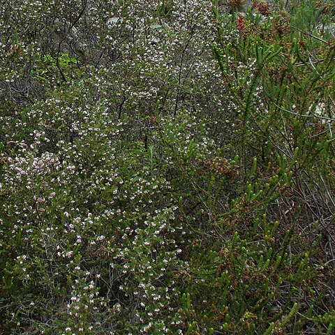 Erica insolitanthera unspecified picture