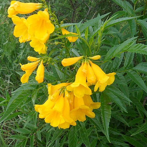 Astianthus unspecified picture