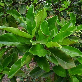 Ficus wildemaniana unspecified picture