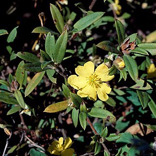 Hibbertia saligna unspecified picture