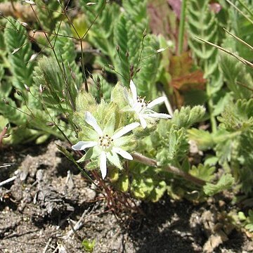 Horkelia marinensis unspecified picture