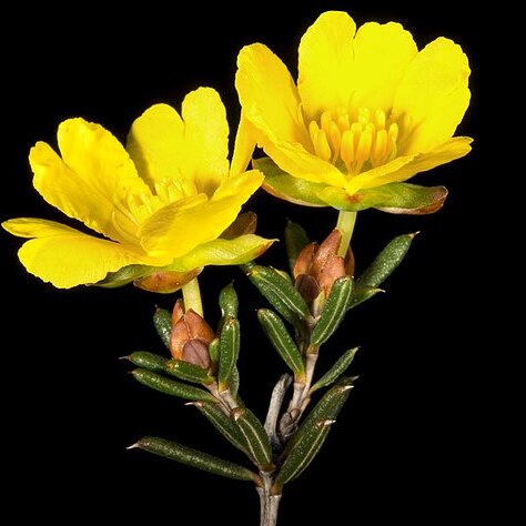 Hibbertia uncinata unspecified picture