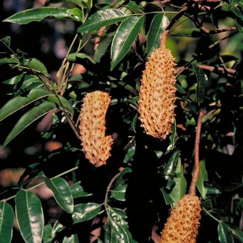 Flindersia acuminata unspecified picture