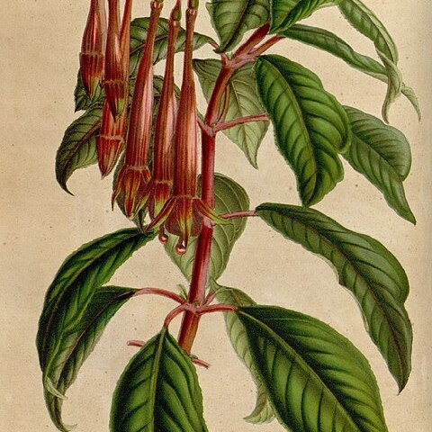 Fuchsia hirtella unspecified picture