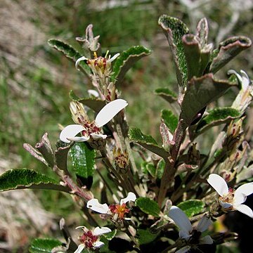 Olearia myrsinoides unspecified picture