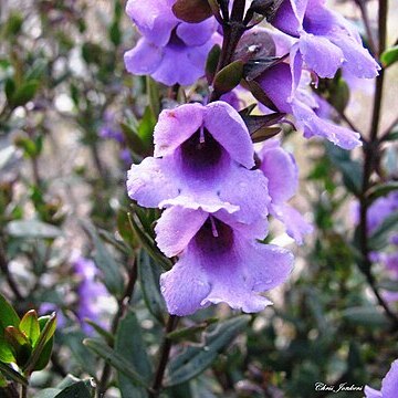 Prostanthera hindii unspecified picture