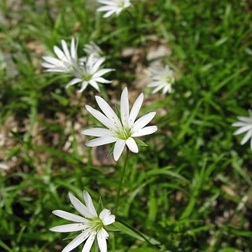 Stellaria nipponica unspecified picture