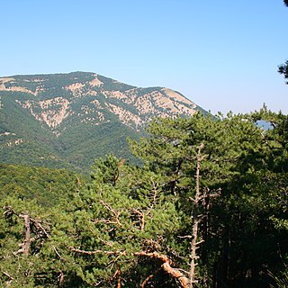 Pinus nigra subsp. pallasiana unspecified picture