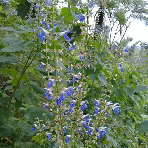 Salvia longispicata unspecified picture