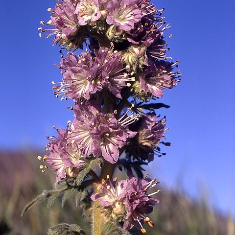 Phacelia franklinii unspecified picture