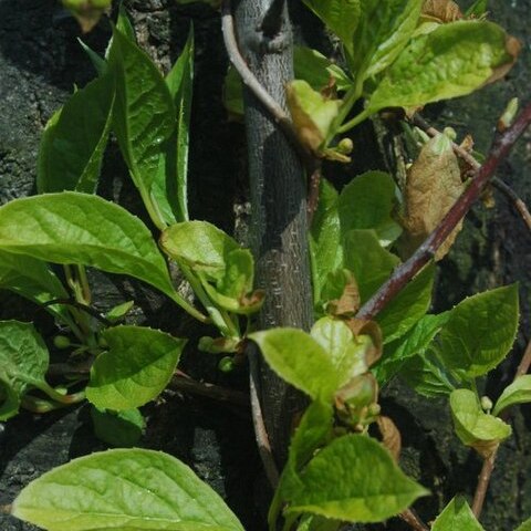 Schisandra unspecified picture